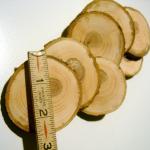15 Tree Branch Wooden Slices 2- 3 Inch Branch..