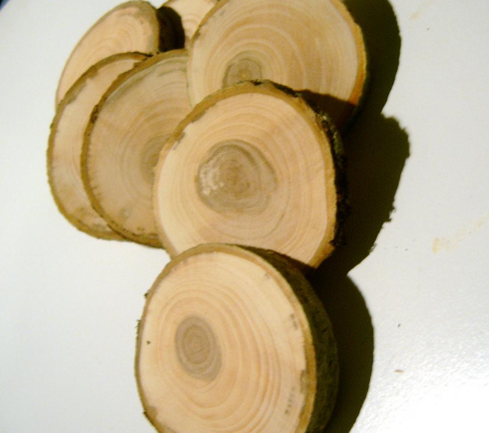 15 Tree Branch Wooden Slices 2- 3 Inch Branch Pieces